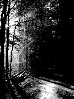 Дорога вдоль просеки в осеннем лесу обои