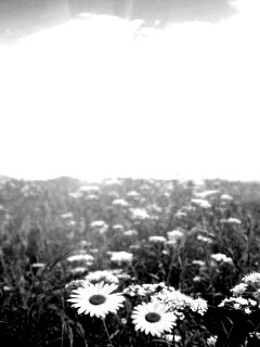 Поле ромашек обои