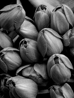 Букет красных тюльпанов обои