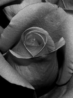 Бутон розы обои