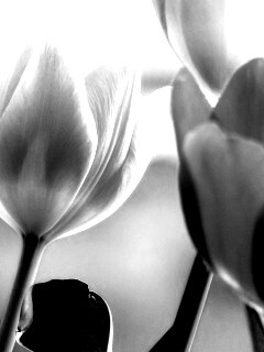 Тюльпаны обои