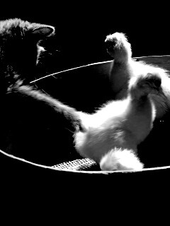 Котенок играет с утятами обои