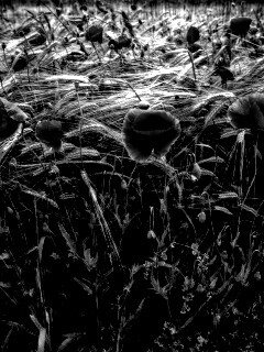 Красные маки обои