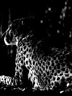 Гепард обои