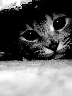 Кот под ковриком обои