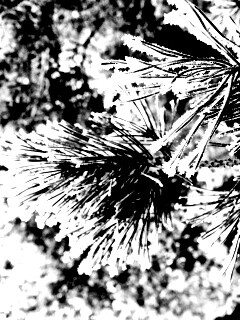 Хвойная ветка обои