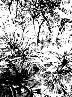 Фото сосны обои