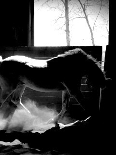 Белая лошадь в загоне обои