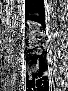 Собака выглядывает из-за забора обои