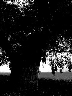 Старый дуб обои