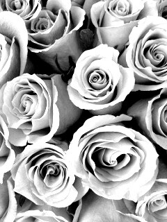 Букет роз обои