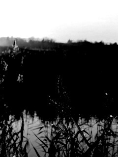 Заросшее озеро обои