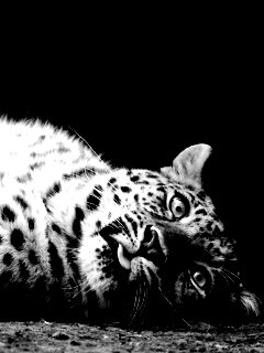 Большая пятнистая кошечка обои