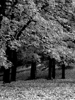 Парковая осень обои