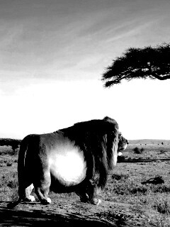 Толстый лев обои