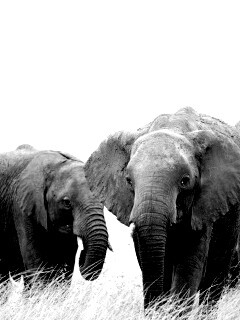 Слон, слониха и слоненок обои