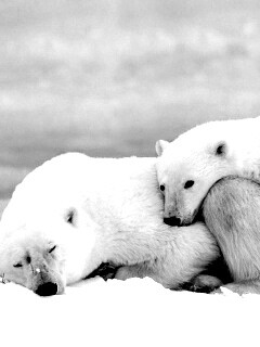 Белые мишки спят обои