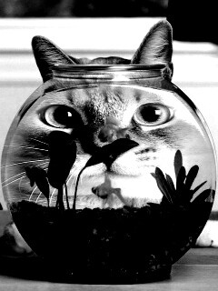 Сферический код за аквариумом обои