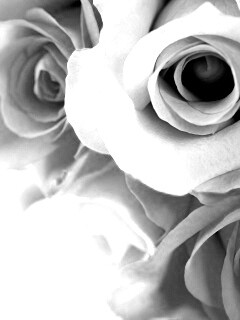 Букет разноцветных роз обои