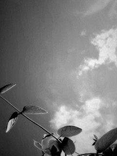 Веточки на фоне неба обои