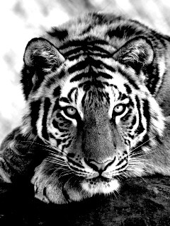 Большая полосатая кошка обои