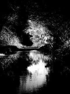 Лесная заросшая река обои