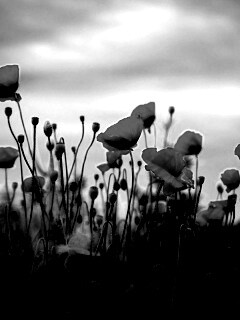 Цветущие маки обои