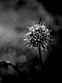 Цветок в макро обои