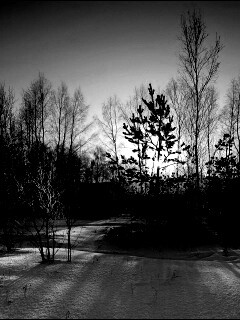 Зимний лес обои