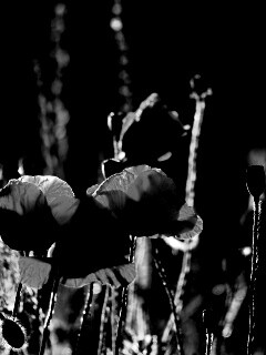 Макро фото мака обои