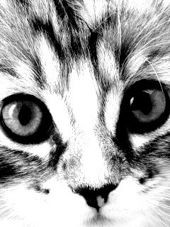 Пушистый котенок обои