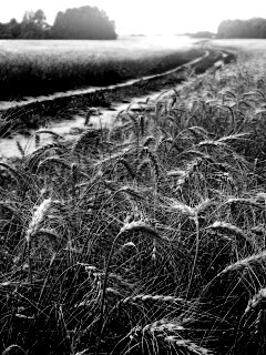 Речка среди поля обои