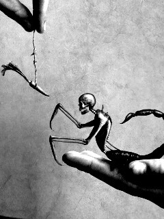 Кормёжка смерти обои