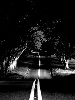 Дорога через лес обои