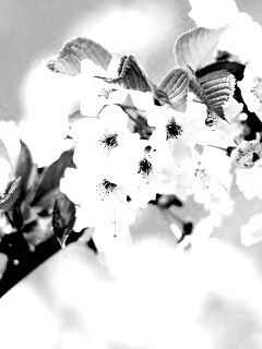 Белые цветы вишни обои