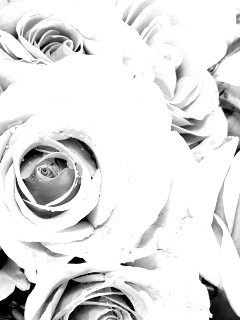 Букет розовых роз обои