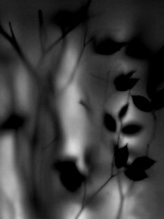 Зелень за стеклом обои