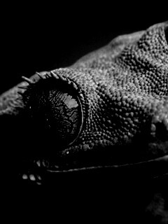 Ящерка обои