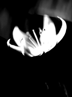 Белый цветок обои