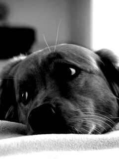 Лабрадор-ретривер обои