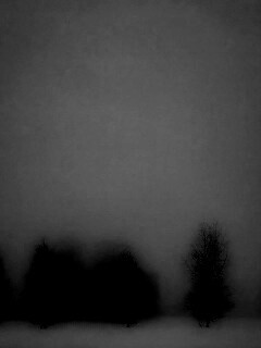 Деревья в тумане обои