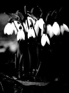 Подснежники - весенние цветы обои