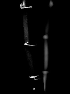 Макро фото стебля бамбука обои