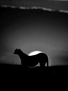 Гепард на закате обои