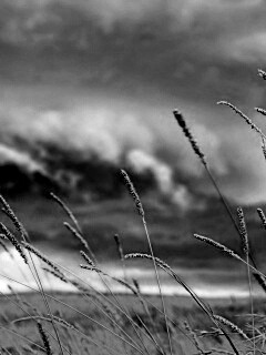 Золотистое поле обои