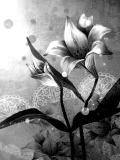 Красивое изображение лилии обои