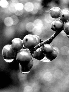 Капли росы на ягодах рябины обои