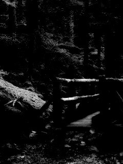 Бревенчатый мост в лесу обои