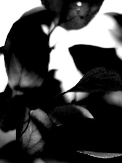 Увядающие листья обои