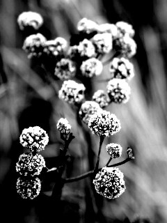 Ледяные цветы обои